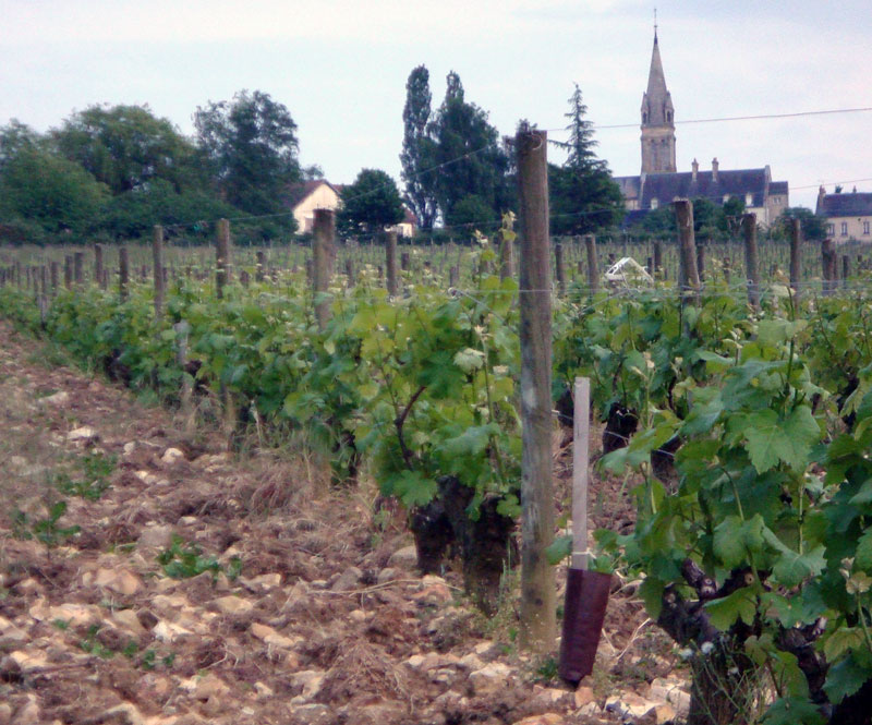 Domaine Pastou